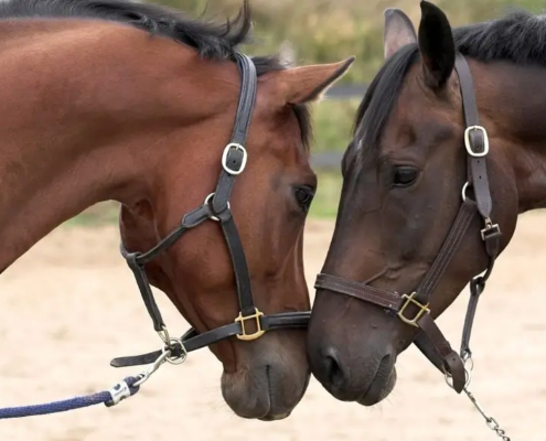 Caballos abrazados