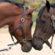 Caballos abrazados