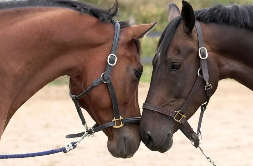 Caballos abrazados