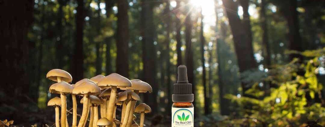 Setas en un bosque con una botella de aceite de CBD