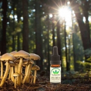 The-Real-CBD-Blog-Los-Hongos-medicinales-y-CBD (1) Setas en un bosque con una botella de aceite de CBD