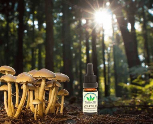 Setas en un bosque con una botella de aceite de CBD
