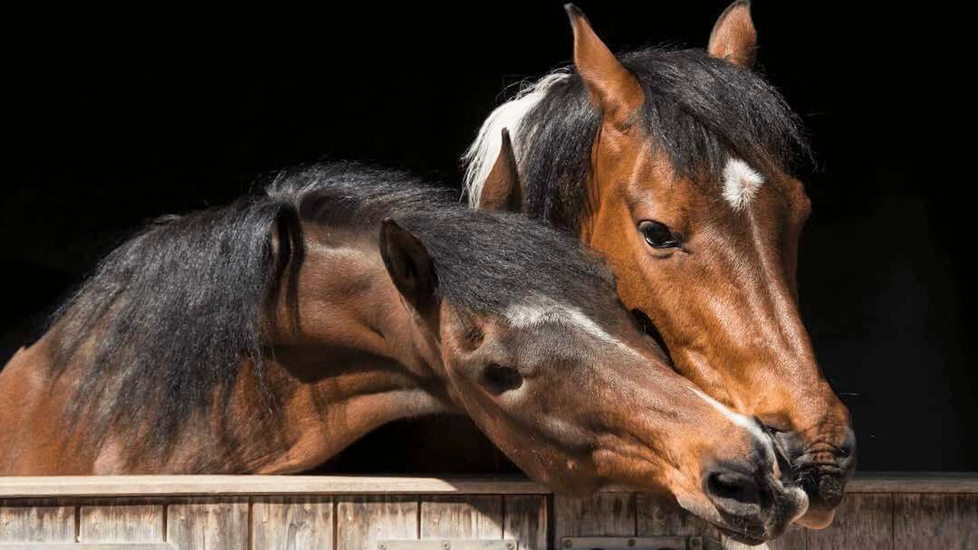 ¿Se puede dar CBD a los caballos?