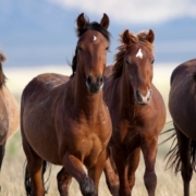 The-Real-CBD-Blog-se-puede-dar-CBD-a-los-caballos Caballos corredores