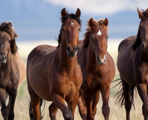 Caballos corredores
