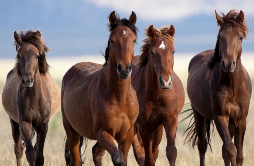 Caballos corredores