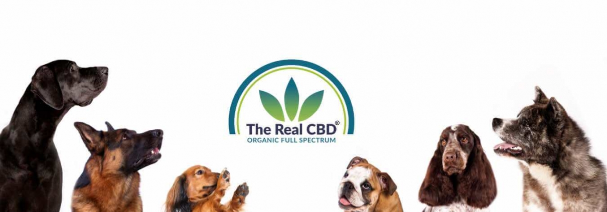 Perros mirando el logotipo de The Real CBD