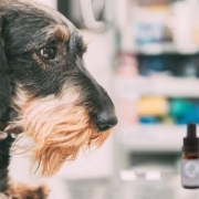 The-Real-CBD-Blog-CBD-para-perros-con-estres Perro en el veterinario