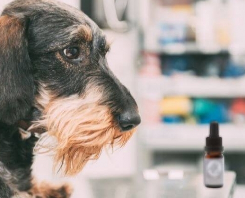 Perro en el veterinario