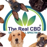 The-Real-CBD-Blog-Donde-se-compra-aceite-de-CBD-para-perros-en-Espana 6 perros mirando hacia abajo