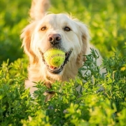 The-Real-CBD-UK-Blog-Aceite-CBD-para-Perros Golden retriever con una pelota en la boca en un campo verde