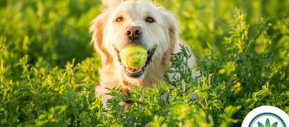 Golden retriever con una pelota en la boca en un campo verde