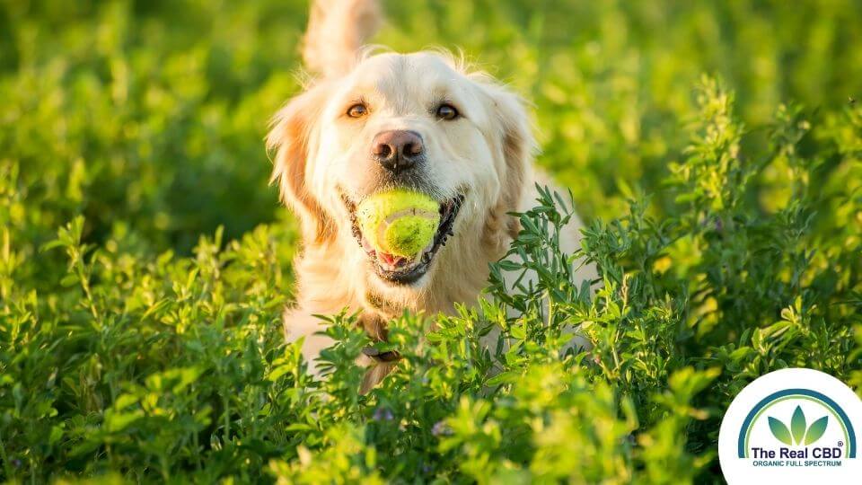 Golden retriever con una pelota en la boca en un campo verde