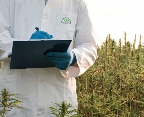 El verdadero científico del CBD con un portapapeles en un campo de cáñamo