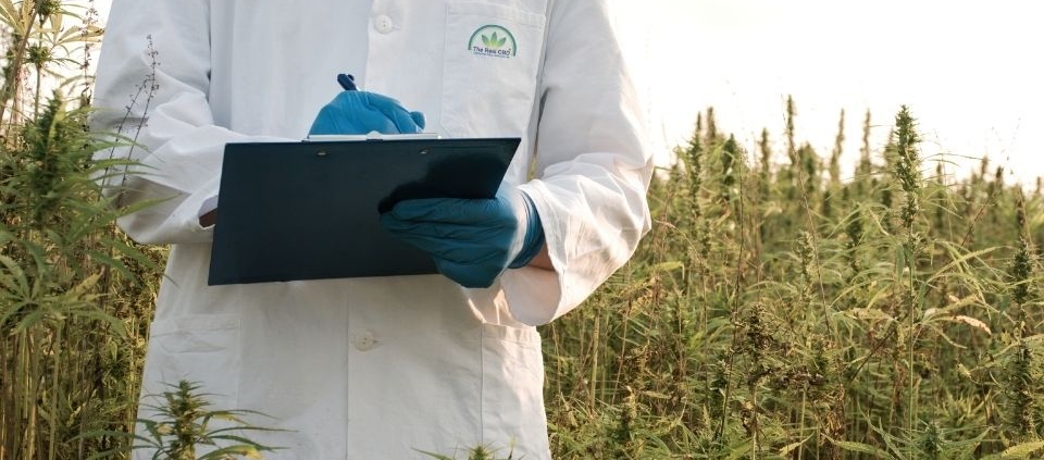 El verdadero científico del CBD con un portapapeles en un campo de cáñamo