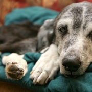 The-Real-CBD-Blog-CBD-para-perros-con-cancer Perro viejo durmiendo en un sofá
