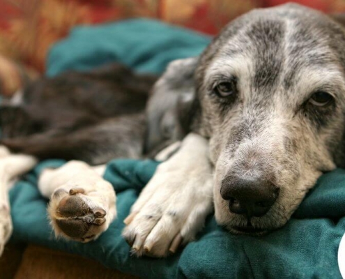Perro viejo durmiendo en un sofá
