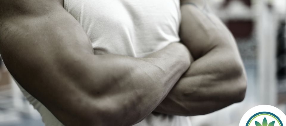 The-Real-CBD-Blog-CBD para mejorar la ganancia de músculo y la estamina