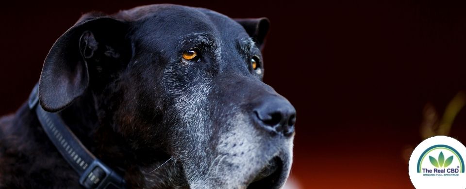 Cabeza de perro viejo con pelo blanco alrededor de la boca