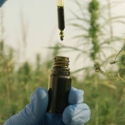 The-Real-CBD-Blog-como-se-fabrica-el-CBD Aceite de CBD en un campo de cáñamo