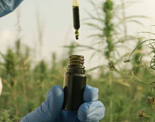 Aceite de CBD en un campo de cáñamo