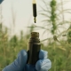 Aceite de CBD en un campo de cáñamo