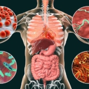 The-Real-CBD-Blog-CBD-y-la-digestion Aparato digestivo humano