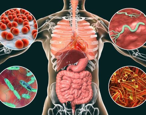 Aparato digestivo humano