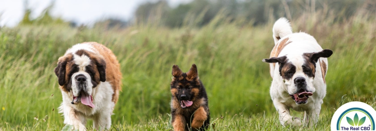 Perros corriendo por la hierba