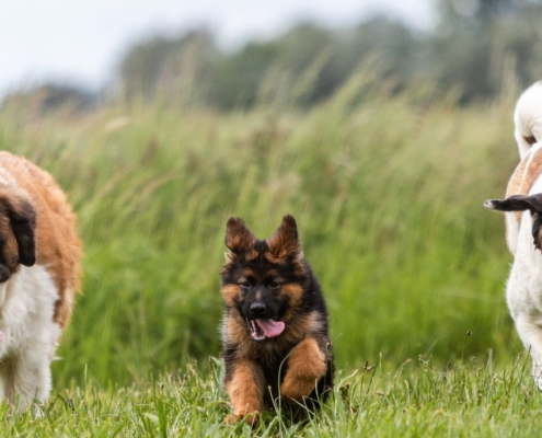 Perros corriendo por la hierba