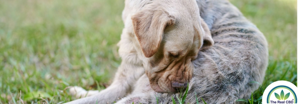 Perro rascándose el trasero en el césped