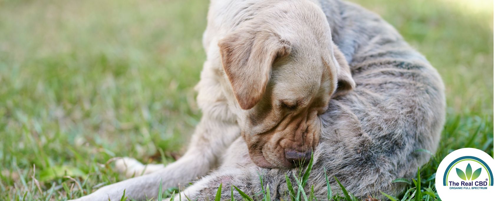 The-Real-CBD-Blog-CBD-Oil-for-Cushing's-Disease-in-Dogs