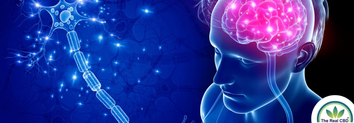 Ilustración de la conexión entre el nervio vago y el cerebro