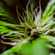 The-Real-CBD-Blog-Beneficios-del-CBG Primer plano de la flor del cáñamo