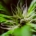Primer plano de la flor del cáñamo