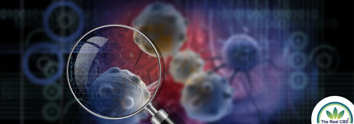 Célula cancerosa bajo una lupa