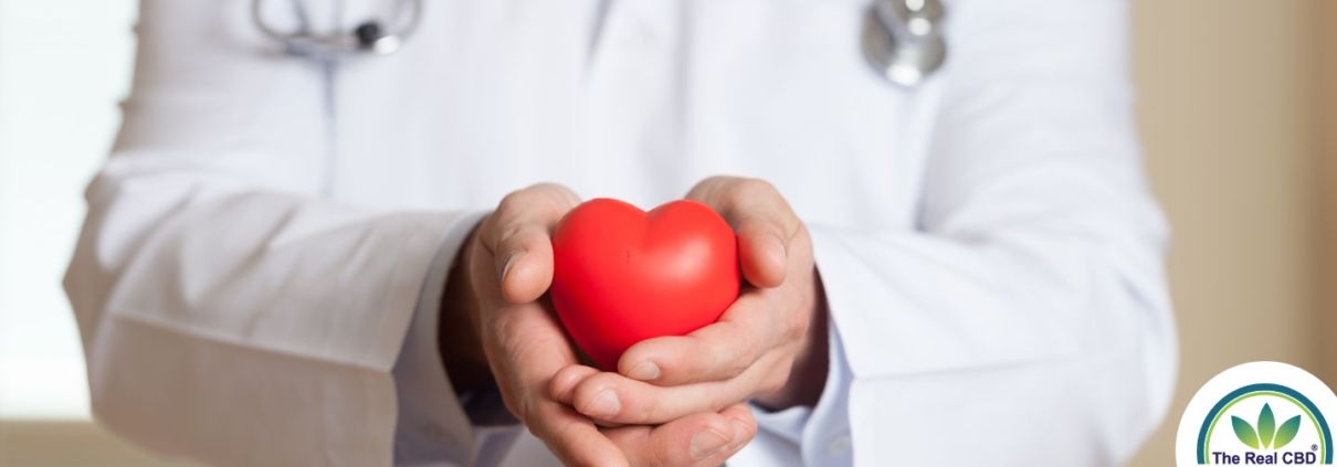 Médico sosteniendo un corazón rojo de plástico