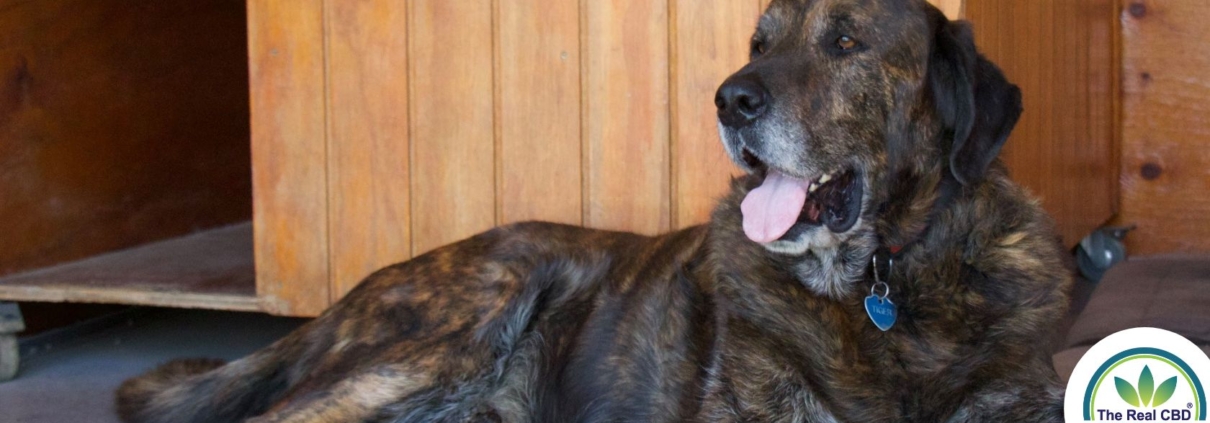 Gran perro relajado en una tarasa