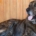 Gran perro relajado en una tarasa