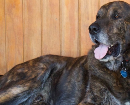 Gran perro relajado en una tarasa
