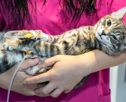 Gato enfermo en brazos del veterinario