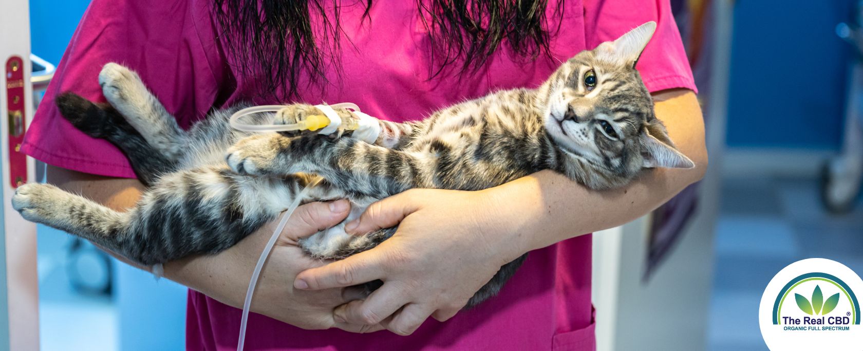 Gato enfermo en brazos del veterinario