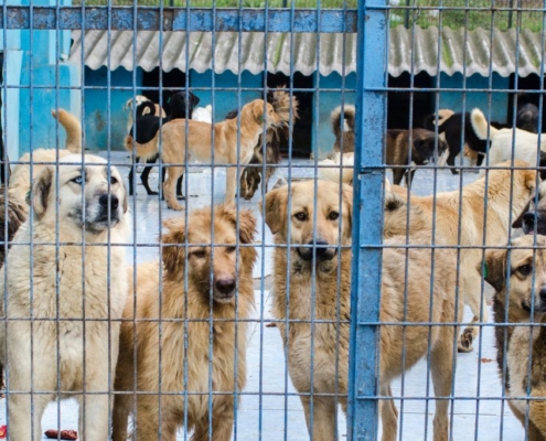 Perrera con perros grandes junto a la verja