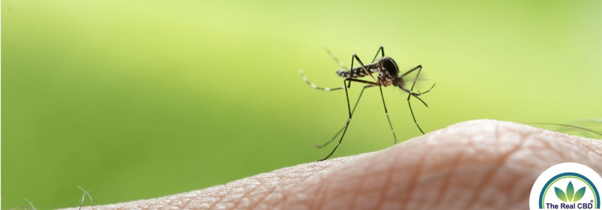 Mosquito en una mano