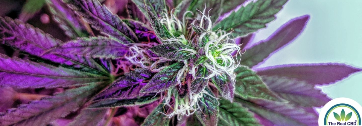 Planta de marihuana morada