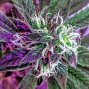 Planta de marihuana morada