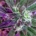 Planta de marihuana morada