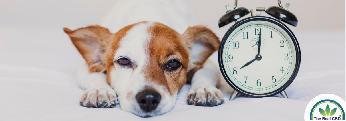 Perro con despertador