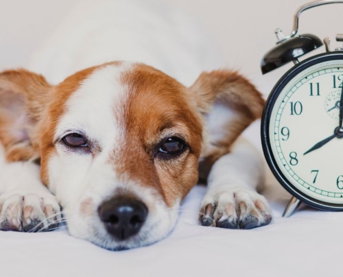 Perro con despertador