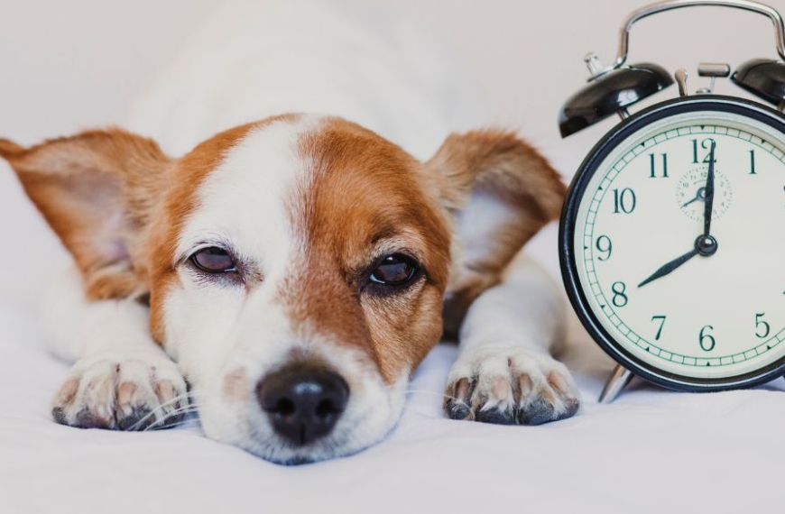 Perro con despertador